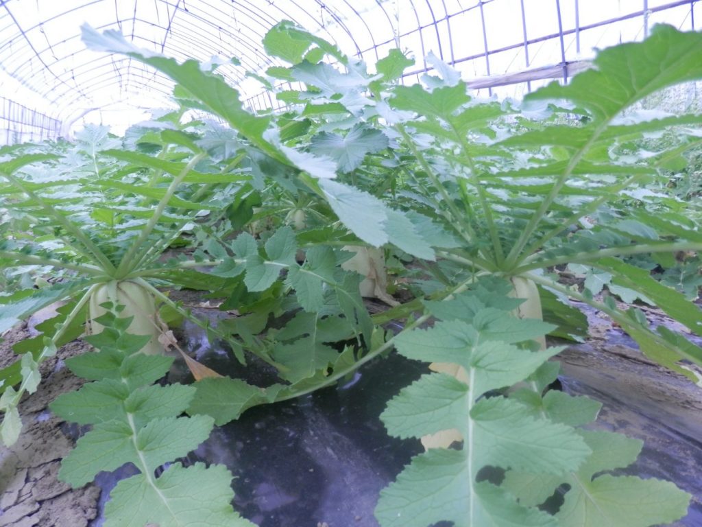 大根の収穫開始です みなみなふぁーむ